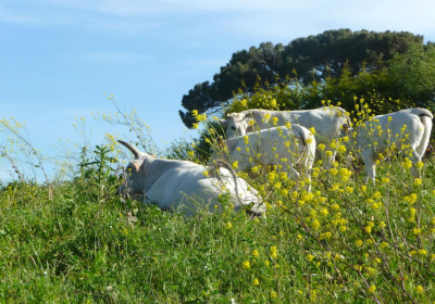 Agriturismo Rustico Feudo San Giorgio